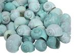 Nattai schelpen green washed, 500 gram, Ophalen of Verzenden, Nieuw
