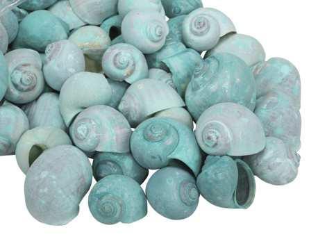 Nattai schelpen green washed, 500 gram, Hobby en Vrije tijd, Knutselen, Nieuw, Ophalen of Verzenden