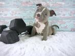 Prachtige pocket bully pups met ABKC stamboom, Parvo, Overige rassen, 8 tot 15 weken, Meerdere