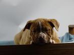 Old English Bulldog pups! t Gezonde type. Mogen direct mee!, Parvo, Nederland, 8 tot 15 weken, Bulldog