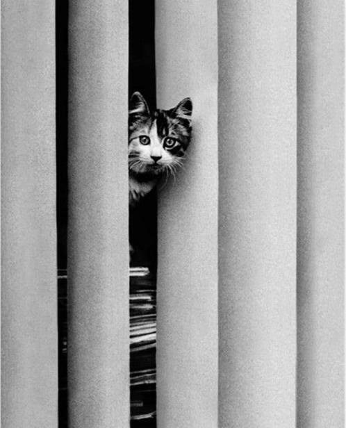Kunstdruk Golbin - Curious Cat 40x50cm, Huis en Inrichting, Woonaccessoires | Schilderijen, Tekeningen en Foto's, Nieuw, Verzenden