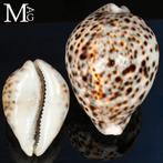 Prachtige Cypraea Tigris – Tijgerkoraal schelp – Veiling, Verzamelen, Nieuw