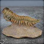 Zeer goed bewaard gebleven trilobietfossiel Crotalocephalina, Verzamelen, Dierenverzamelingen, Nieuw