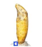 Gem Grade Grote ijstijd grotbear (Ursus spelaeus) voor-tand