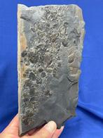 Mooi matrix met bivalven - Gefossiliseerde plant -, Verzamelen, Mineralen en Fossielen