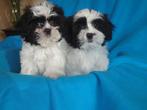 Schitterende vrolijke en lieve BOOMER (MALTxSHIH) PUPPIES ., Parvo, 8 tot 15 weken, Teef, Meerdere