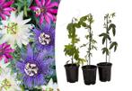 Set van 3 gemengde Passiflora-planten (15 - 35 cm), Huis en Inrichting, Kamerplanten