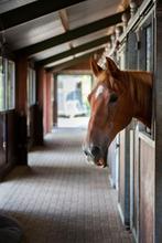 Horse Stable Cleaner 1 liter, Dieren en Toebehoren, Paarden en Pony's | Verzorgingsproducten, Ophalen of Verzenden, Nieuw