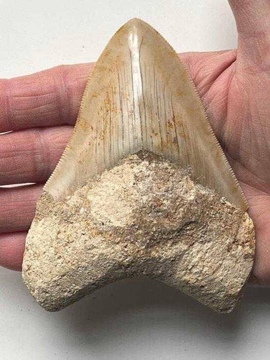 Megalodon tand 11,0 cm - Fossiele tand - Carcharocles, Verzamelen, Mineralen en Fossielen