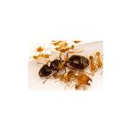 Pheidole pallidula, dikkopmier, koningin en 20+ werksters, Dieren en Toebehoren