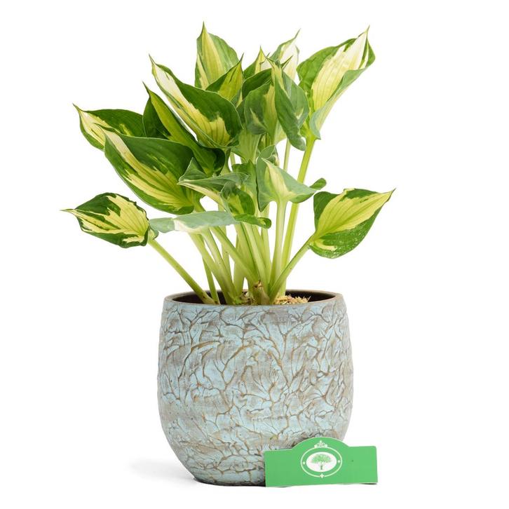 Hosta Whirlwind + Pot 17cm, Tuin en Terras, Planten | Tuinplanten, Verzenden
