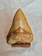 Topkwaliteit Megalodon-tand! - Fossiele tand - Carcharocles