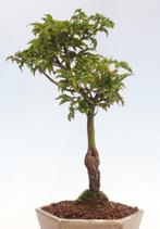 Japanese maple bonsai (Acer palmatum) - Hoogte (boom): 26 cm