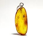 Majestueus fossiel mierenveld in Baltisch amber – Gouden, Nieuw