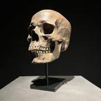 Beeld, NO RESERVE PRICE - Human Skull Replica on custom, Antiek en Kunst