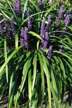 Leliegras Liriope muscari Royal Purple Pot, Tuin en Terras, Planten | Tuinplanten