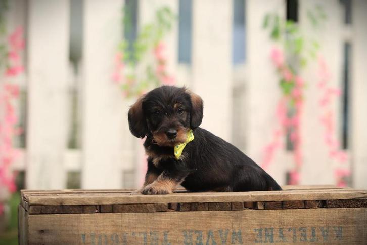 Ruwharige Dwergteckel pups te koop- DNA getest, Dieren en Toebehoren, Honden | Teckels en Dashonden, Meerdere dieren, CDV (hondenziekte)