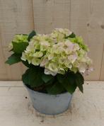 Zinken bakje hortensia dia. 20 cm - Warentuin Natuurlijk, Tuin en Terras, Nieuw, Verzenden