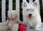 Westy pups, West Highland White Terrier, Parvo, België, Overige rassen, 8 tot 15 weken