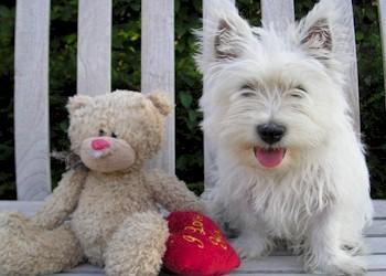 Westy pups, West Highland White Terrier, Dieren en Toebehoren, Honden | Jack Russells en Terriërs, Meerdere, Teef, CDV (hondenziekte)