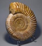 Ammoniet - Gefossiliseerd dier - Kranaosphinctes sp. - 19.4, Verzamelen, Mineralen en Fossielen