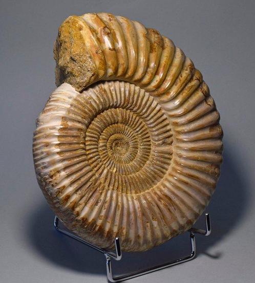 Ammoniet - Gefossiliseerd dier - Kranaosphinctes sp. - 19.4, Verzamelen, Mineralen en Fossielen