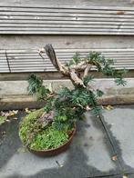 Conifeer bonsai (Taxus) - Hoogte (boom): 50 cm - Diepte