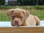 Old English Bulldog pups! t Gezonde type. Mogen direct mee!, Parvo, Nederland, 8 tot 15 weken, Bulldog