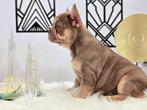 Prachtige raszuivere Franse bulldog pups, 15 weken tot 1 jaar, Buitenland, Parvo, Bulldog