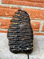 Wolharige mammoet - Fossiele kies - Mammuthus primigenius -, Verzamelen, Mineralen en Fossielen