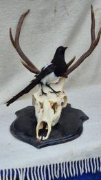 Pie - Cerf élaphe Taxidermie wandmontage - Pica Pica -, Verzamelen, Dierenverzamelingen, Nieuw