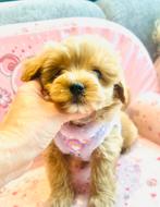 Echte MALTIPOO reutje, maltezer x toy poedel hier geboren, Dieren en Toebehoren, Honden | Chihuahua's en Gezelschapshonden, Parvo