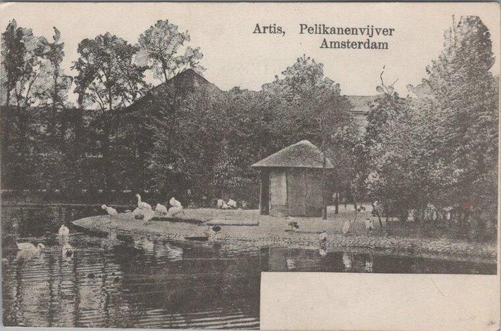 AMSTERDAM - Artis, Pelikanenvijver, Verzamelen, Ansichtkaarten | Nederland, Verzenden