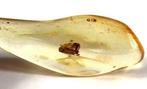 Copal - Barnsteen - Big chunk with a big insect - Shows