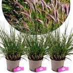 Pennisetum Viridescens + pot 17cm 3 pcs, Tuin en Terras, Verzenden, Volle zon