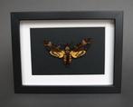 Mot Taxidermie volledige montage - Acherontia atropos - 20, Nieuw