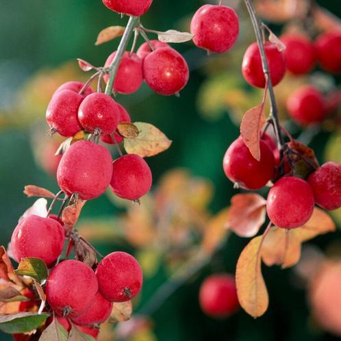 Japanse wilde sierappel - Malus ‘Red Sentinel’ - Omtrek: 6-1, Tuin en Terras, Planten | Bomen, Ophalen of Verzenden