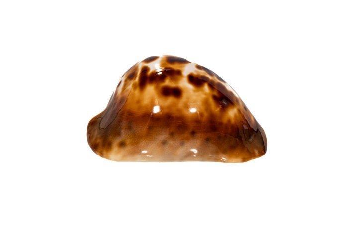 groot & zeldzaam exemplaar >>>kauri-slak>>>> Taxidermie, Verzamelen, Dierenverzamelingen