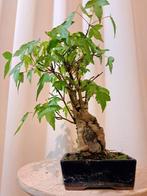Drietand Esdoorn (Acer Buergerianum) - Hoogte (boom): 25 cm, Antiek en Kunst