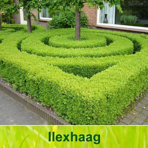 Ilex crenata Green Hedge AANBIEDING!, Tuin en Terras, Planten | Bomen, Overige soorten, Halfschaduw, In pot, Lente, Ophalen