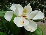 Geurolie Magnolia voor melts kaarsen en zeep 20 ml, Hobby en Vrije tijd, Knutselen, Ophalen of Verzenden, Nieuw