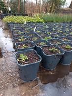 Brunnera macrophylla Jack Frost 2liter, Ophalen
