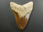 Megalodon - Fossiele tand - 13 cm, Verzamelen