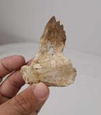 Walvis - Fossiele tand - Basilosaurus Dorudon atrox - 8 cm