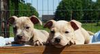 Old English Bulldog pups | Gezonde type | Mogen direct mee!, Dieren en Toebehoren, Meerdere, Bulldog, 8 tot 15 weken, Meerdere dieren