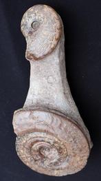 Ammoniet - Gefossiliseerde schelp - Harpoceras- Hildoceras -, Verzamelen