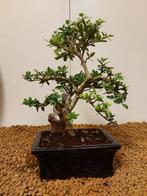 Japanese holly bonsai (Ilex crenata) - Hoogte (boom): 21 cm