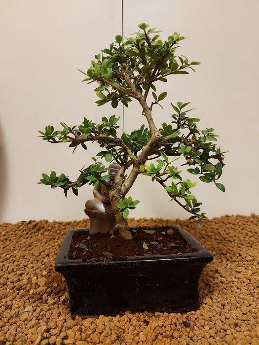Japanese holly bonsai (Ilex crenata) - Hoogte (boom): 21 cm, Antiek en Kunst, Curiosa en Brocante