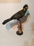 Wit geruit turaco Taxidermie volledige montage -, Nieuw