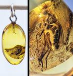 Indrukwekkende Baltische amber fossielen hanger – bewaarde